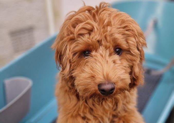 Medium dog (Jack Russell to Cocker spaniel and cockapoos)  