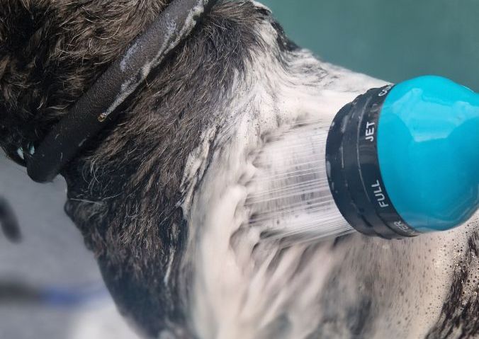 Medium dog (Jack Russell to Cocker spaniel and Cockerpoos)