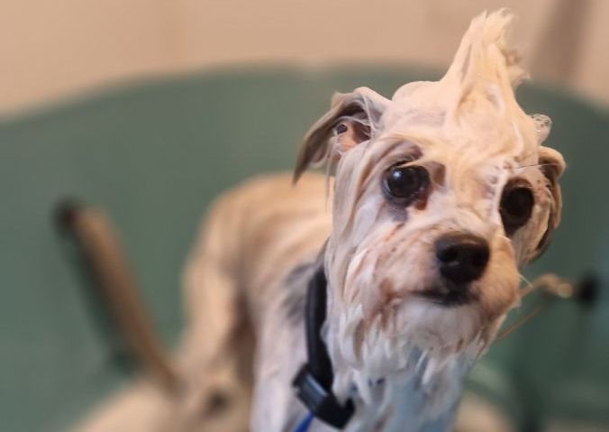 Medium dog (Jack Russell to Cocker spaniel)  