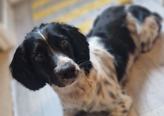 Medium / Large dog (Cocker spaniel to Irish Terrier)