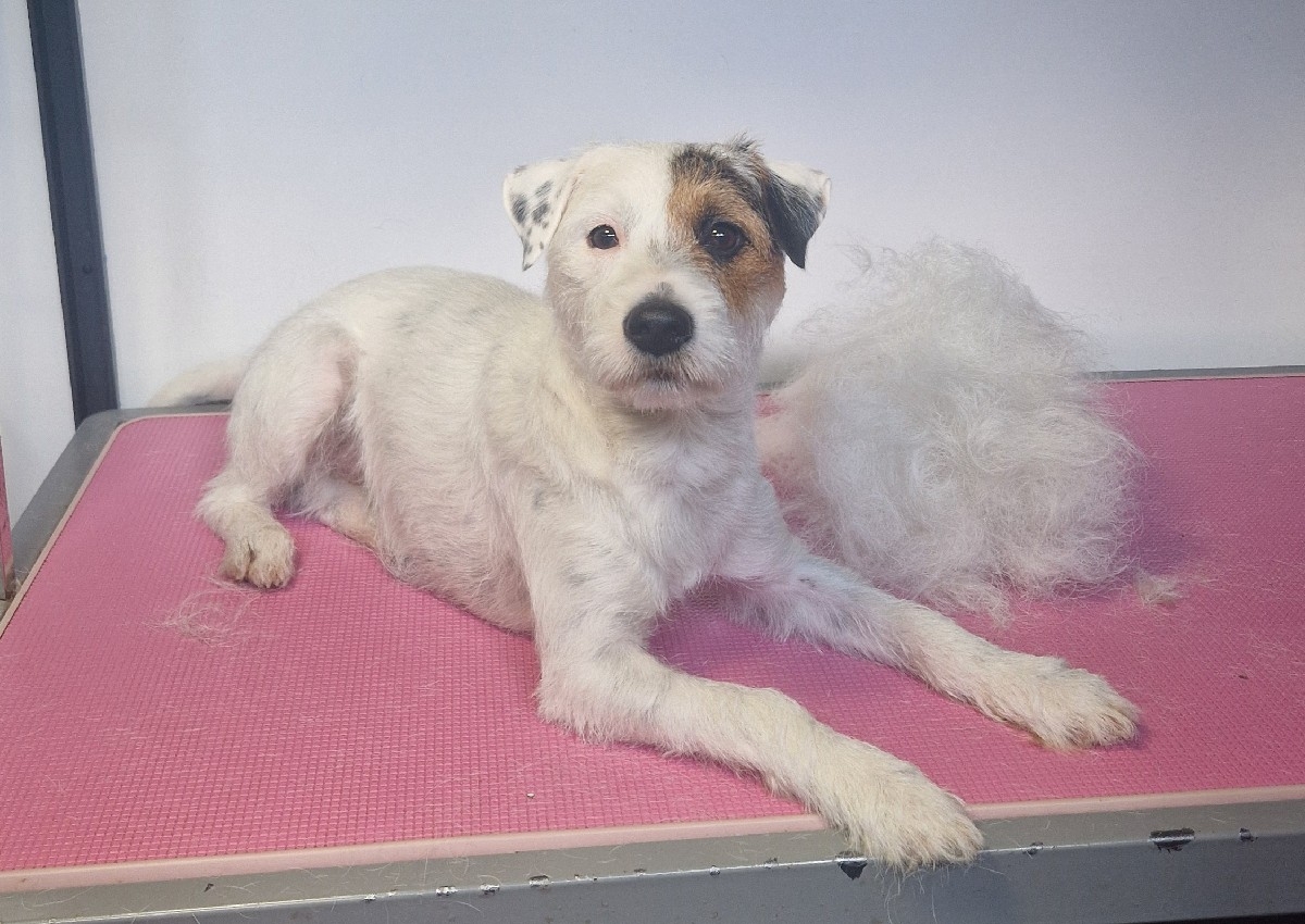 Handstrip Consultation