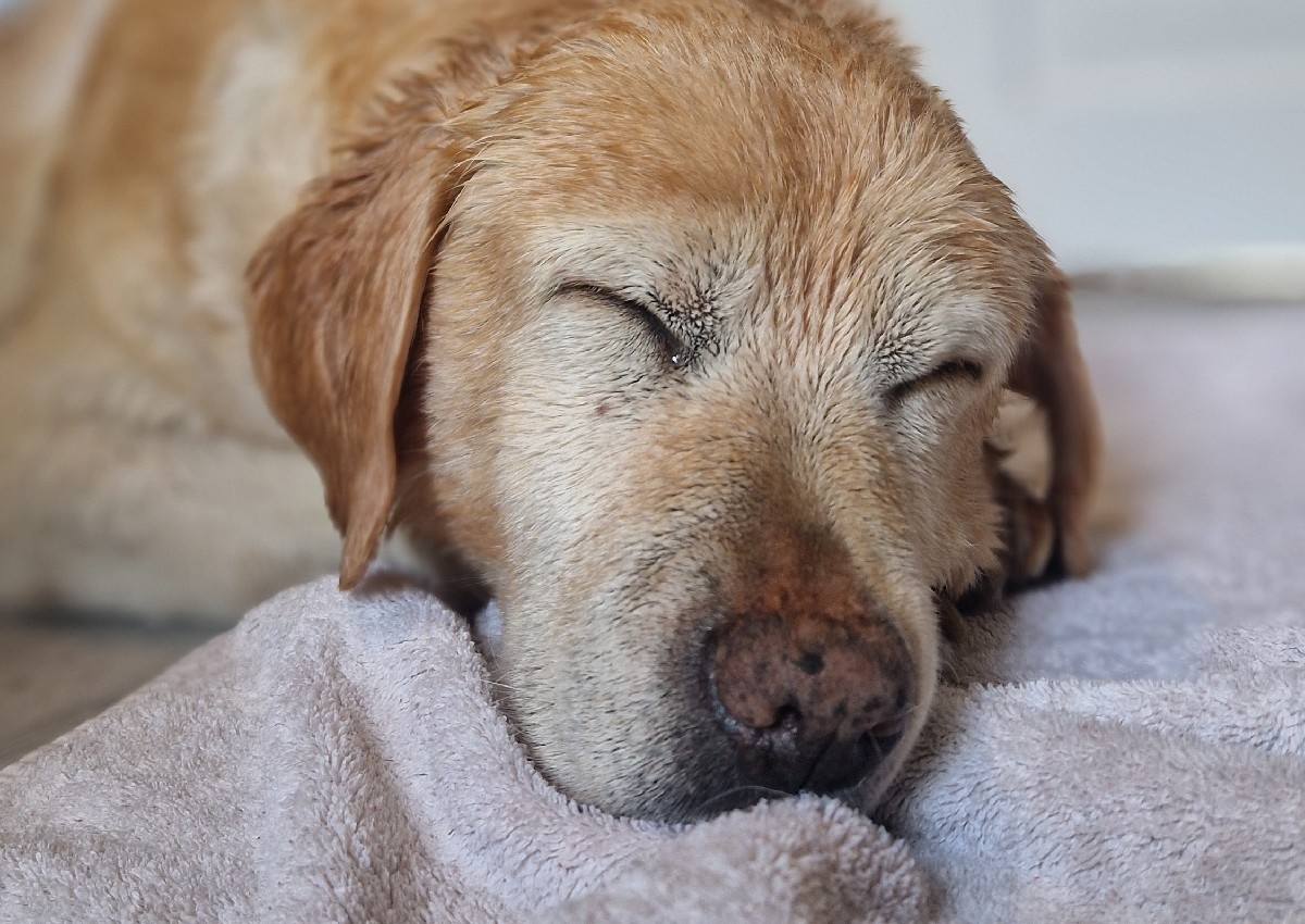 Large dog (Springer Spaniel to Labrador)  