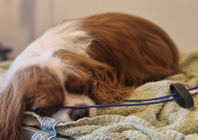 One to one puppy sessions