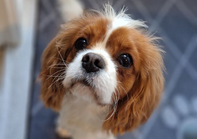 Small dog (Chihuahua to Pug)   