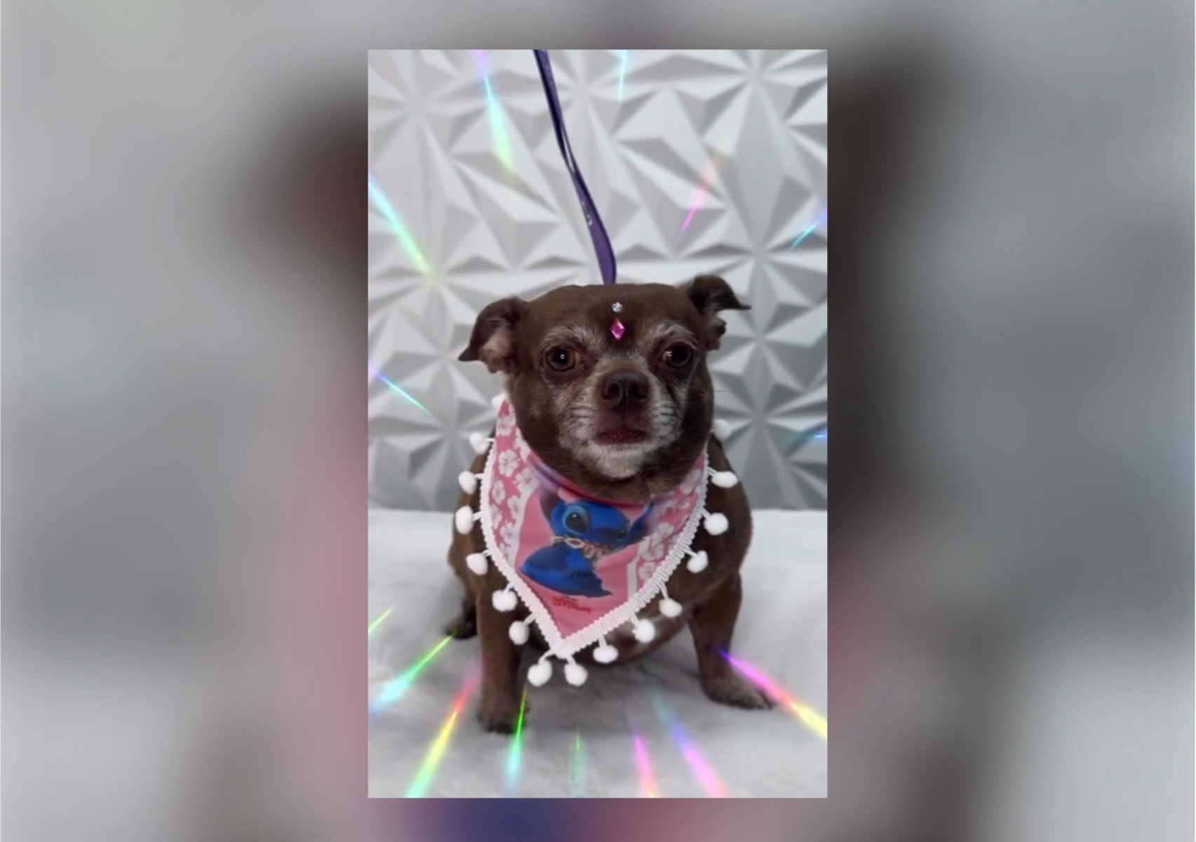 Bath and Nails Only - For short/slick hair, ex chihuahua(up to 15lbs) 