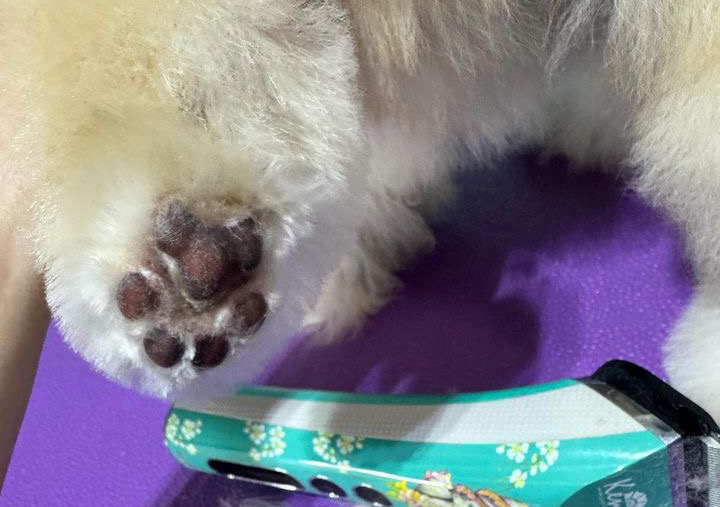 Basic service / Bath & Basic (no body hair cut)