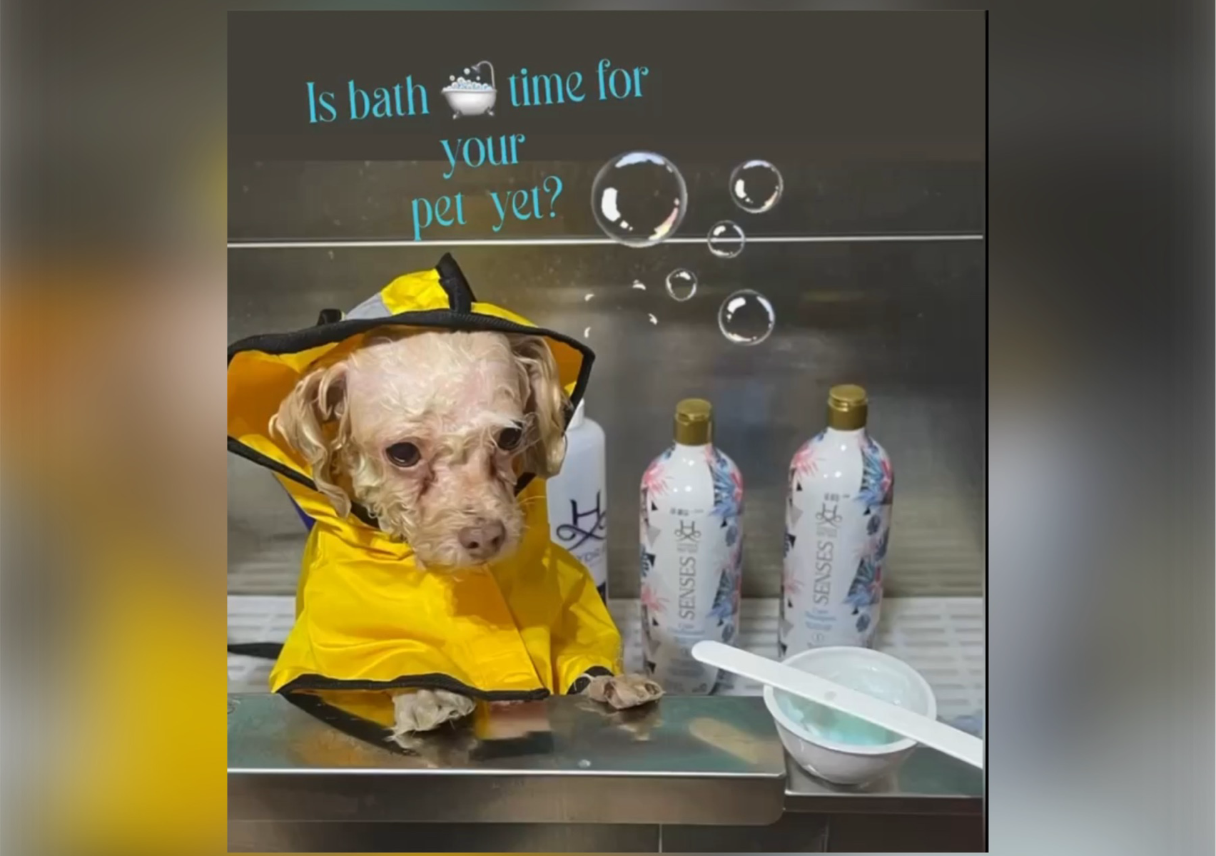 Bath /Dry and Brush Only (fluffy hair pets)