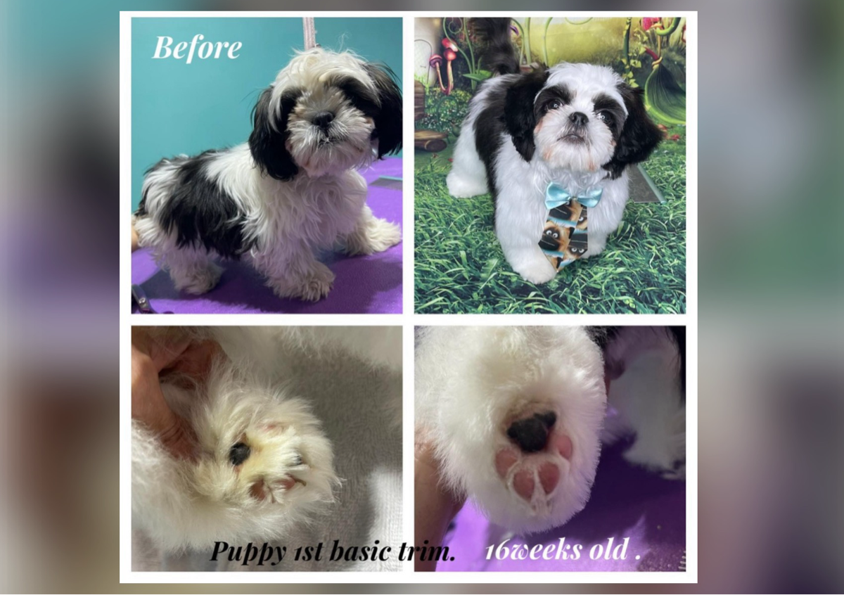 Puppy 🐶 1st bath/tidy (basic groom)  , fluffy fur (ex:Maltese,poodle…) 