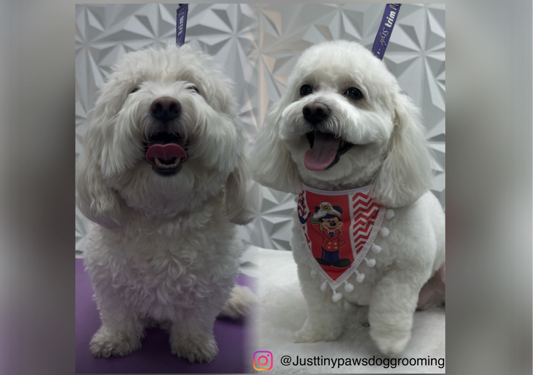 Full Grooming (16-30lbs) Bath +Body hair cut . 