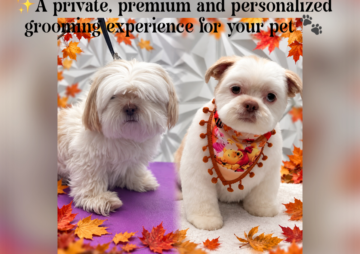 Full Grooming(up To 15lbs) /Bath & body hair cut +