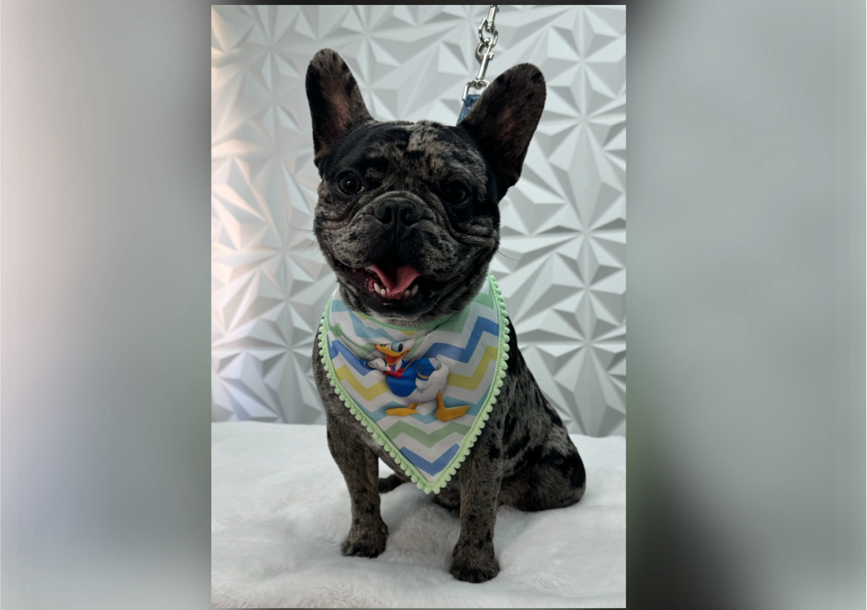 Bath & nails/ short -smooth hair Pets. (16-30lbs) 