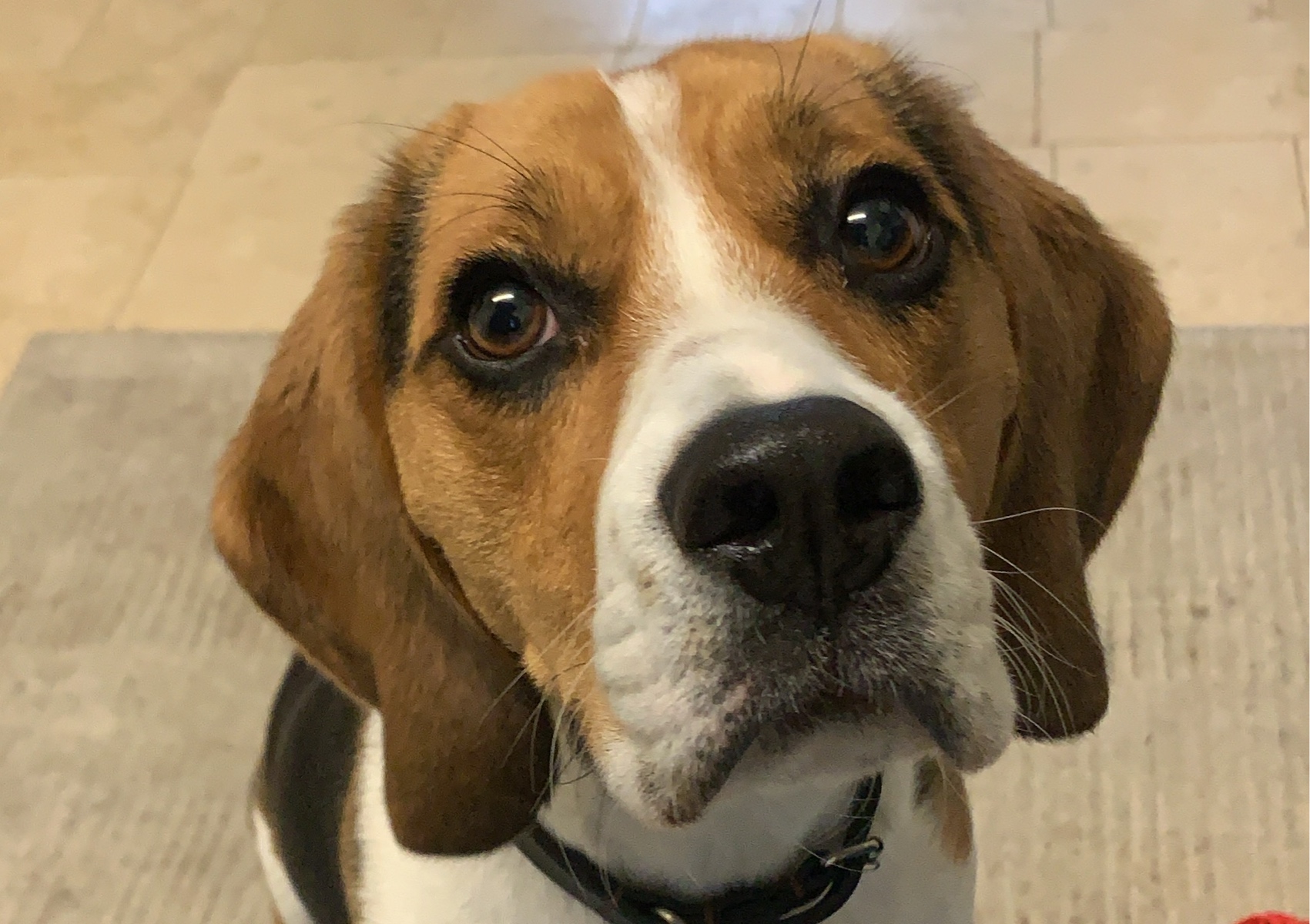 Geriatric Care Masterclass: Maximising Mobility in Senior Dogs