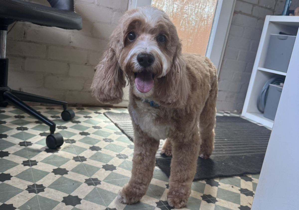 Cockapoo (2/4)