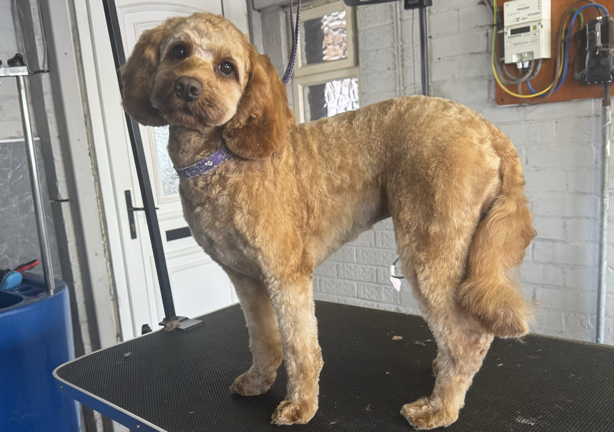 Cockapoo (1/4)