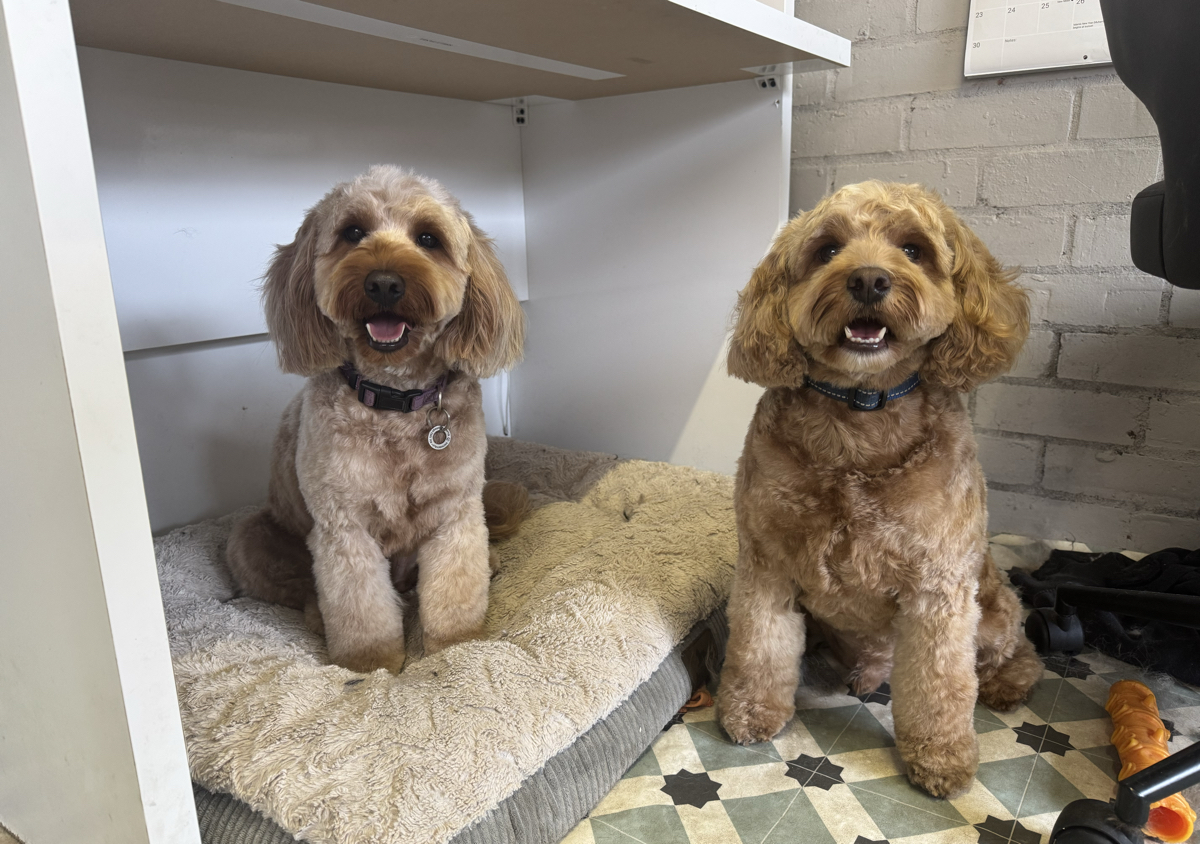 Cockapoo (4/4)