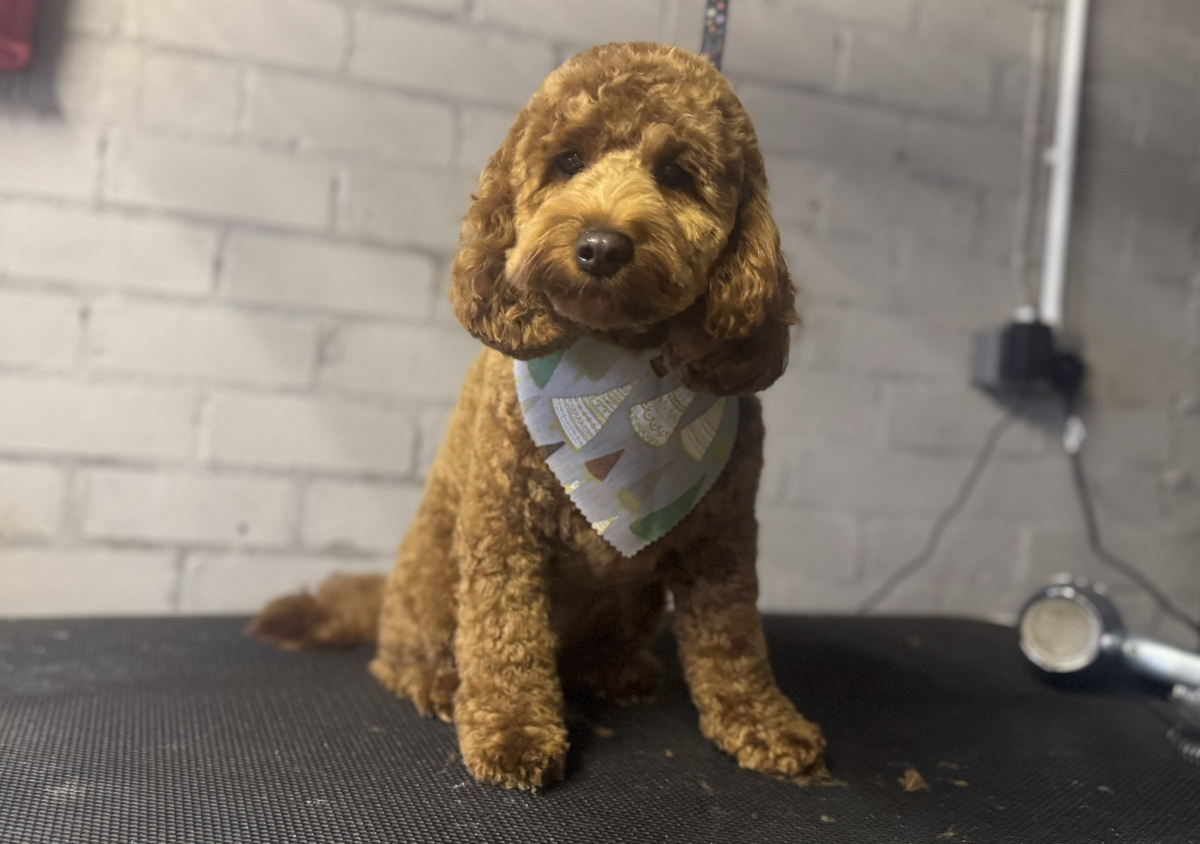 Cockapoo (3/4)