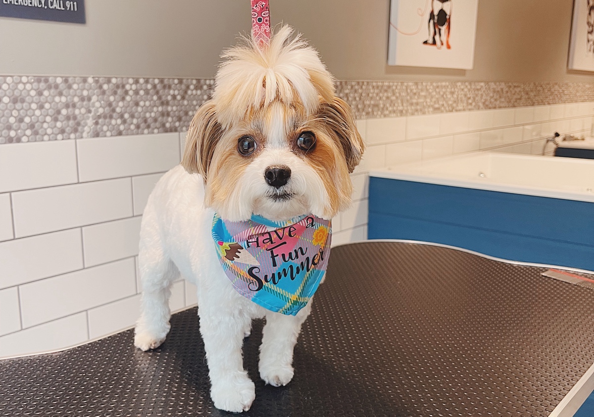 Full Groom 🎀