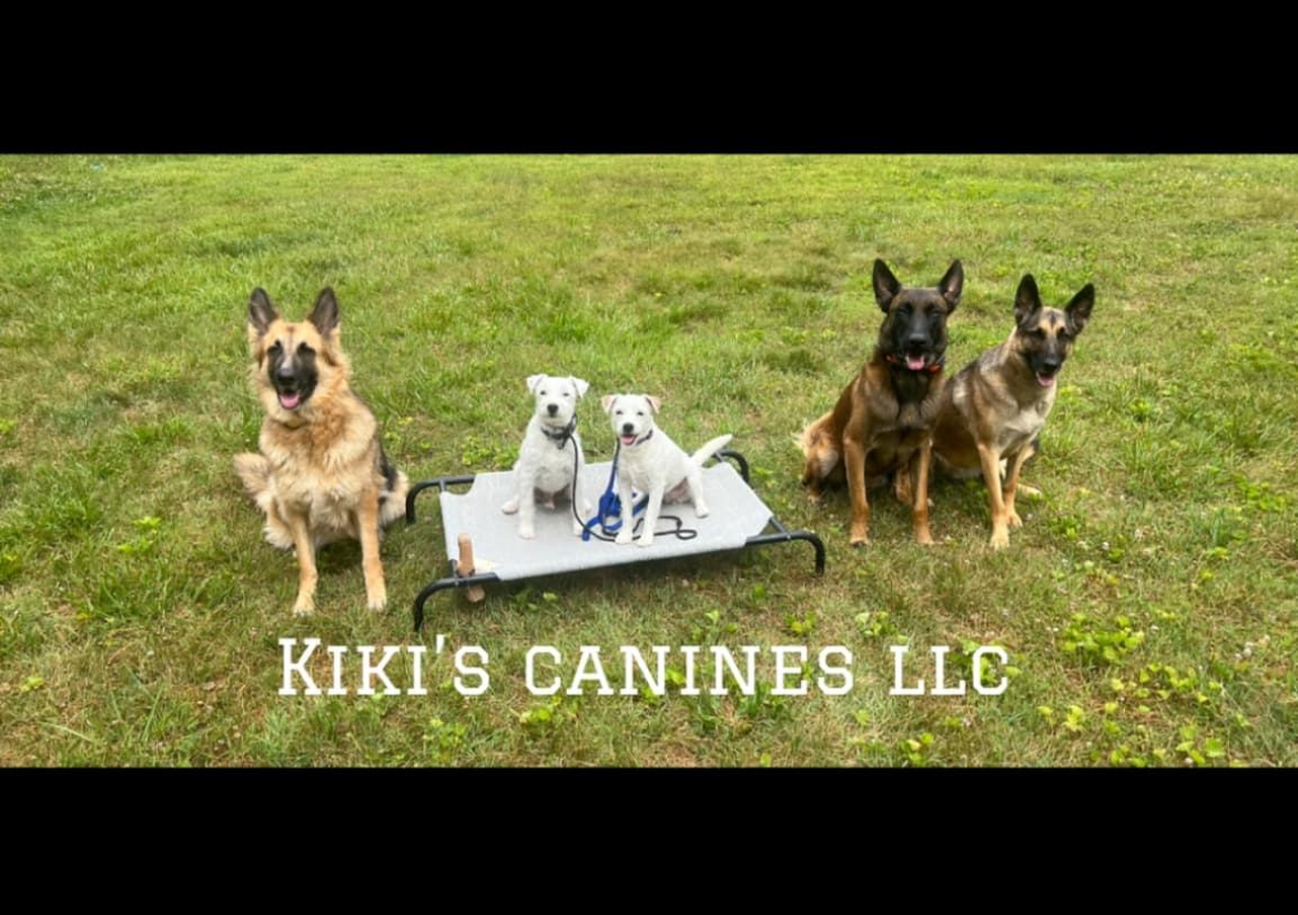 Dayschool🐾  (Daycare+Training)