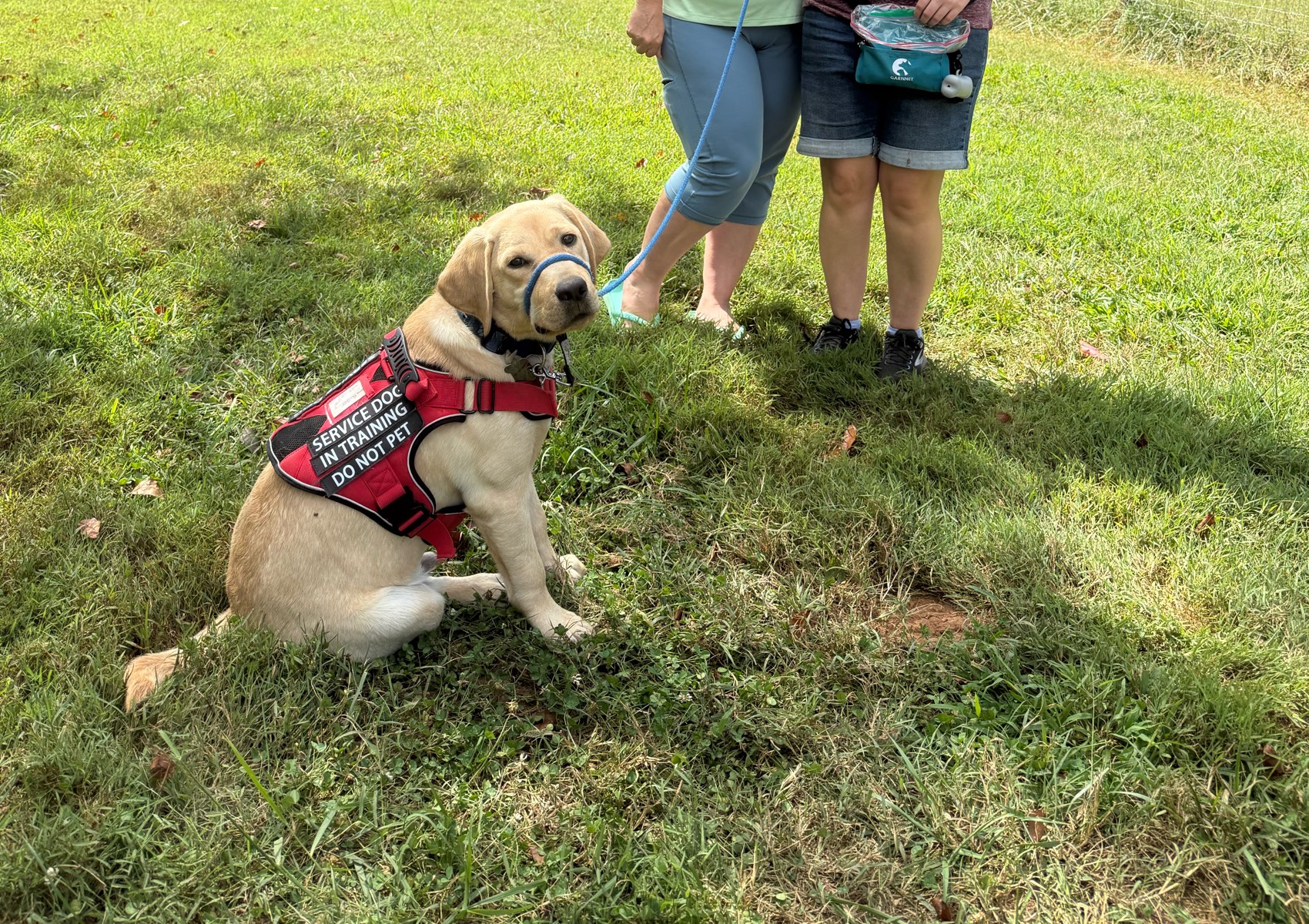 3 Week Service Dog Board and Train🐾