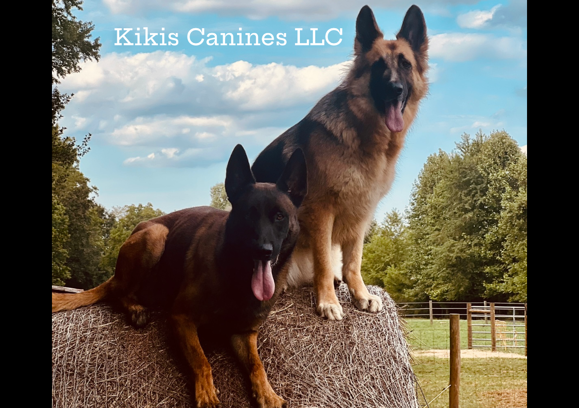 Dog Trainer Workshop🐾