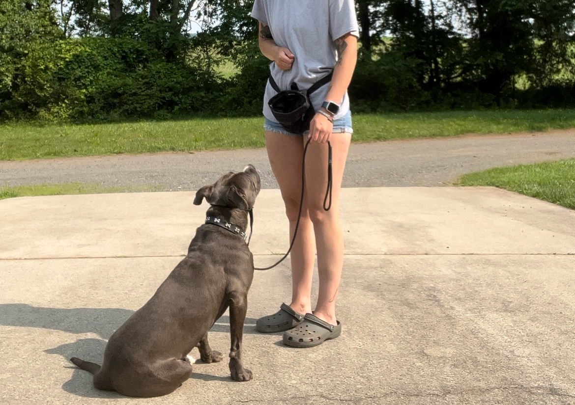 Board And Train (Overnight)🐾