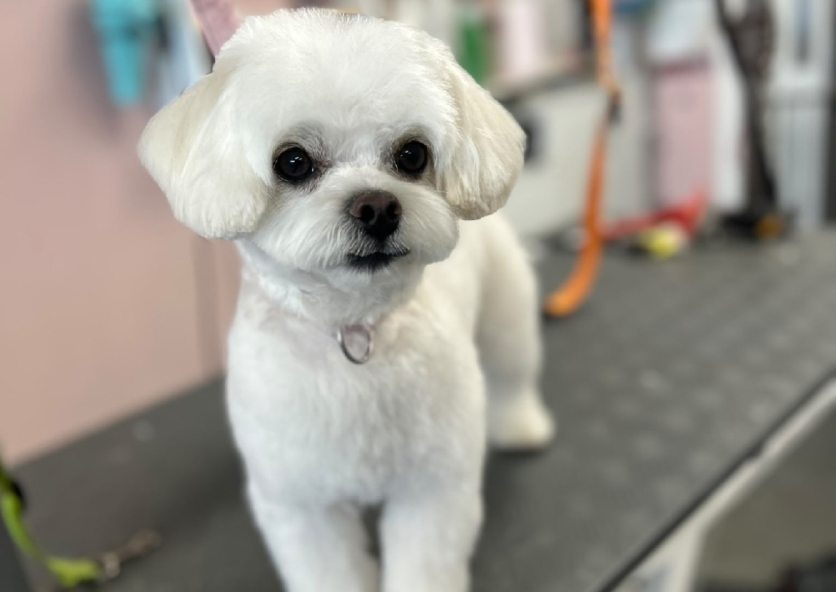 Toy - Long Hair Cut