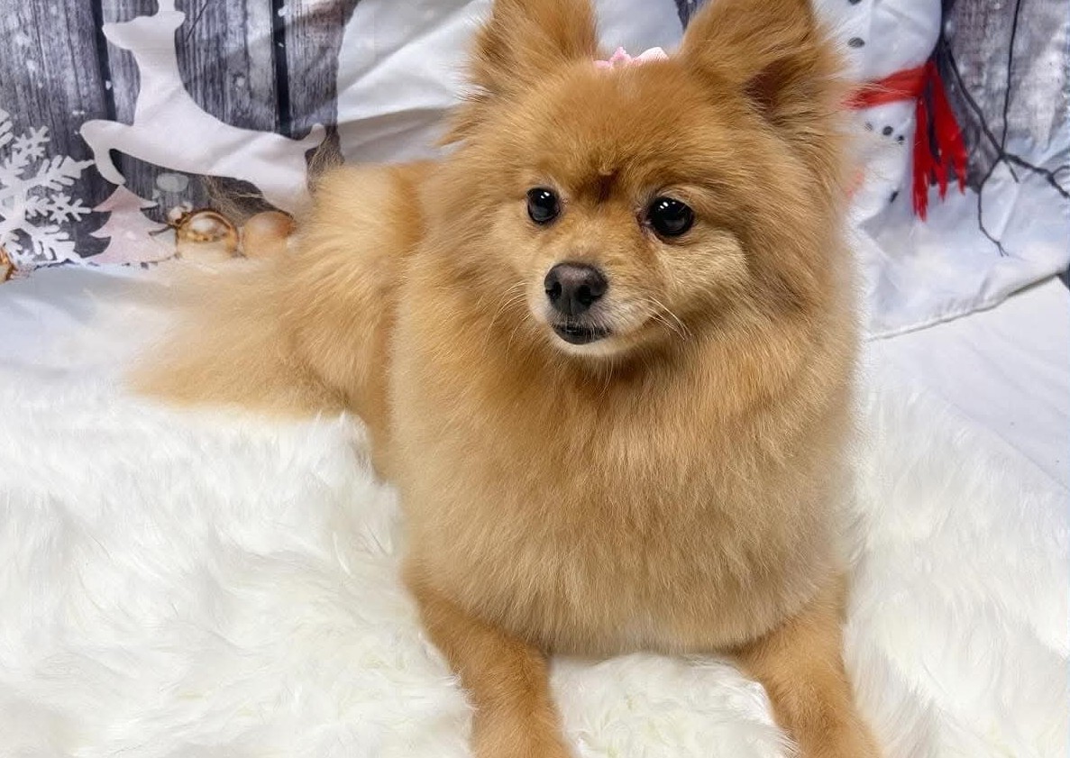 Small - Long & Plush Coat