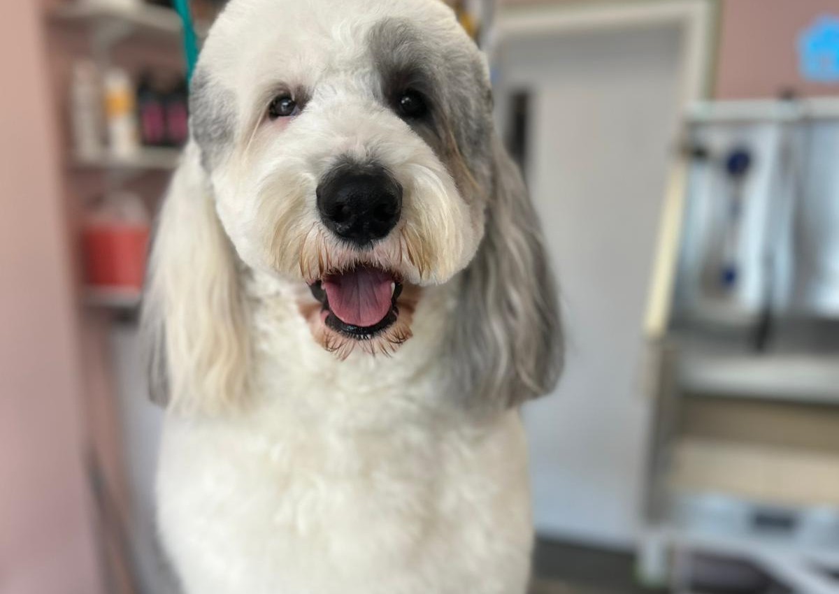 Extra Large - Long Hair Cut