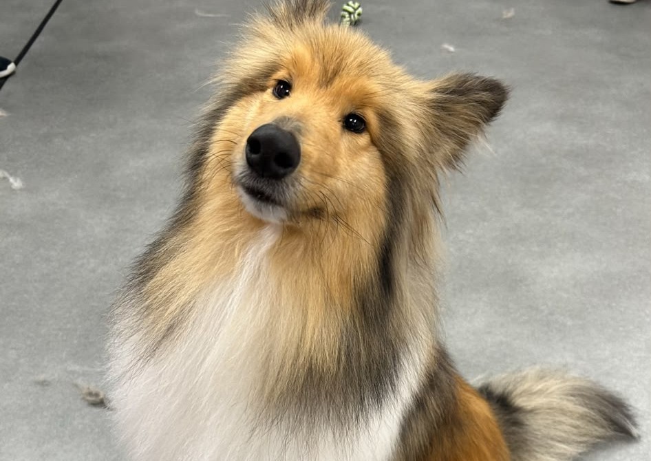 Large - Long & Plush Coat