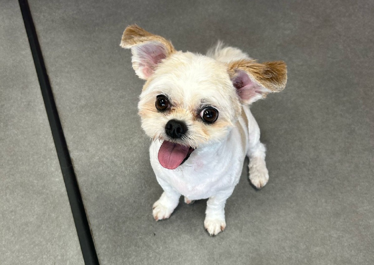 Small - Short Hair Cut