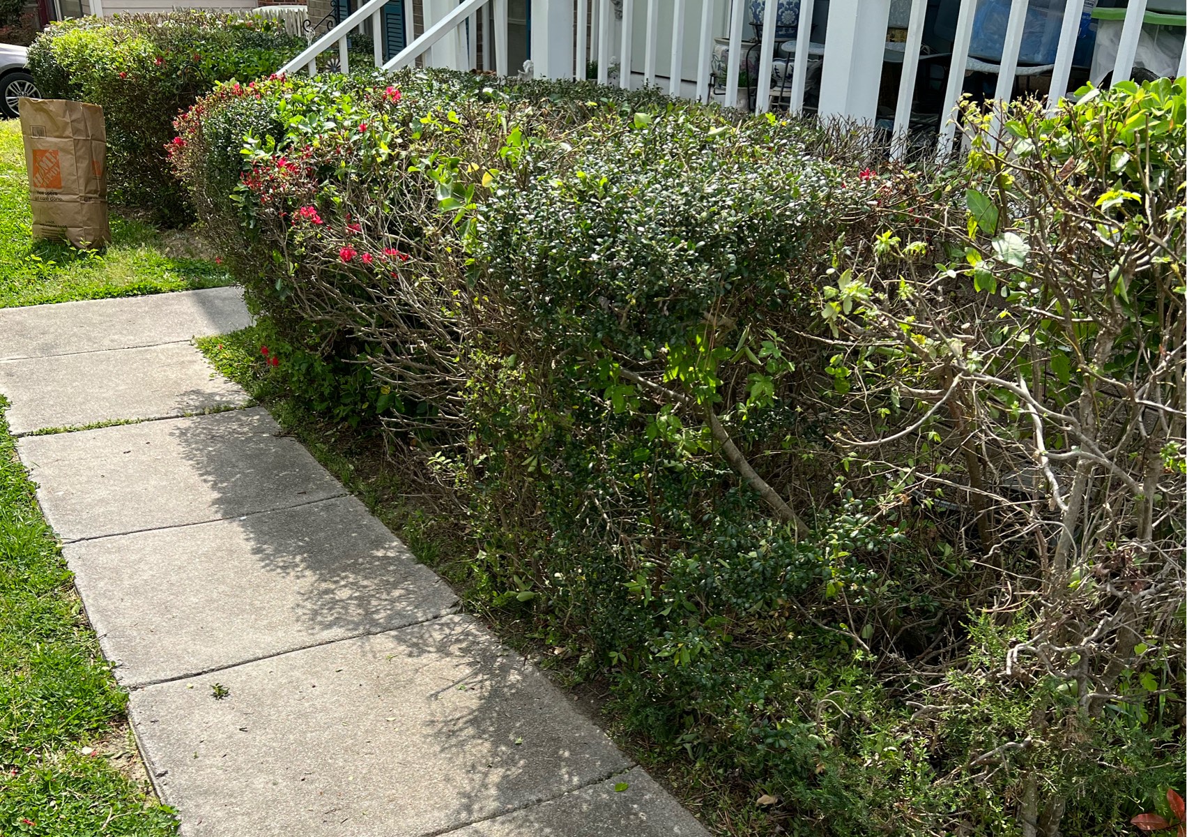 Hedge Trimming