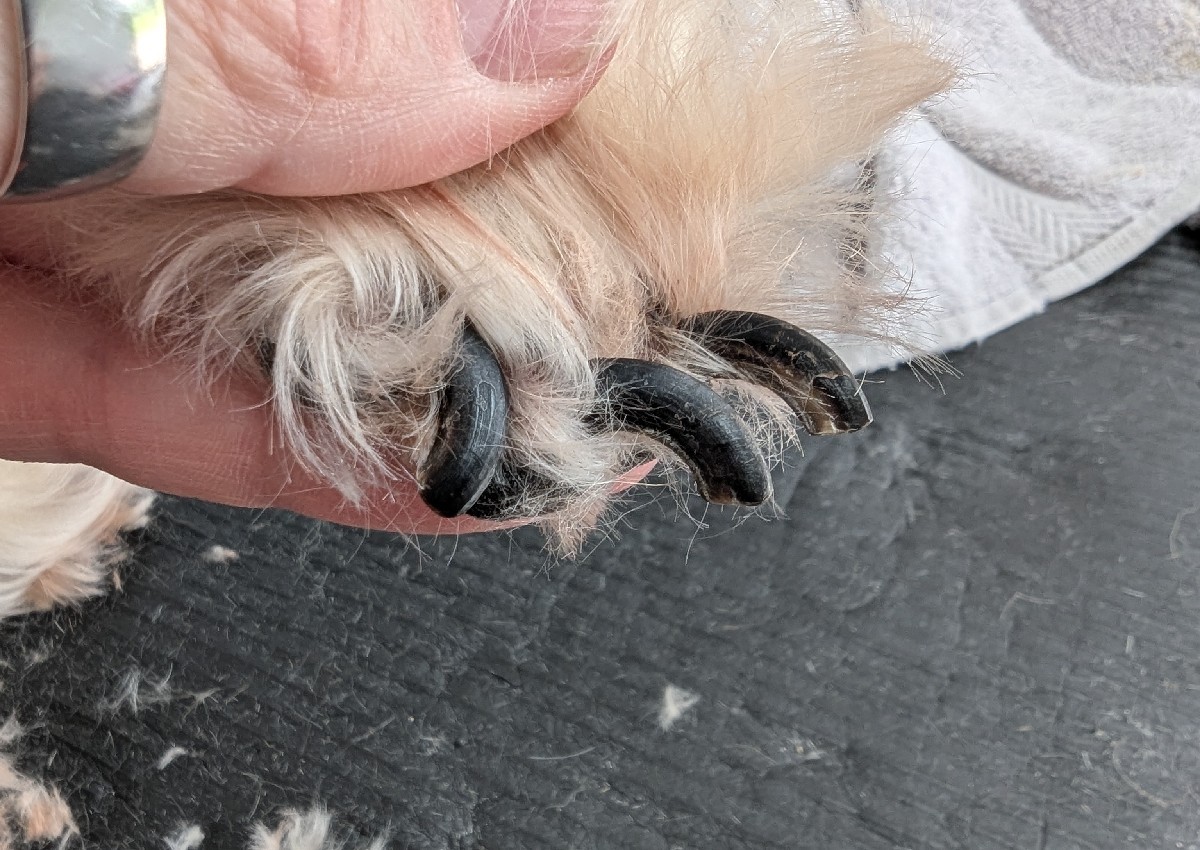Nail trim  (2/5)