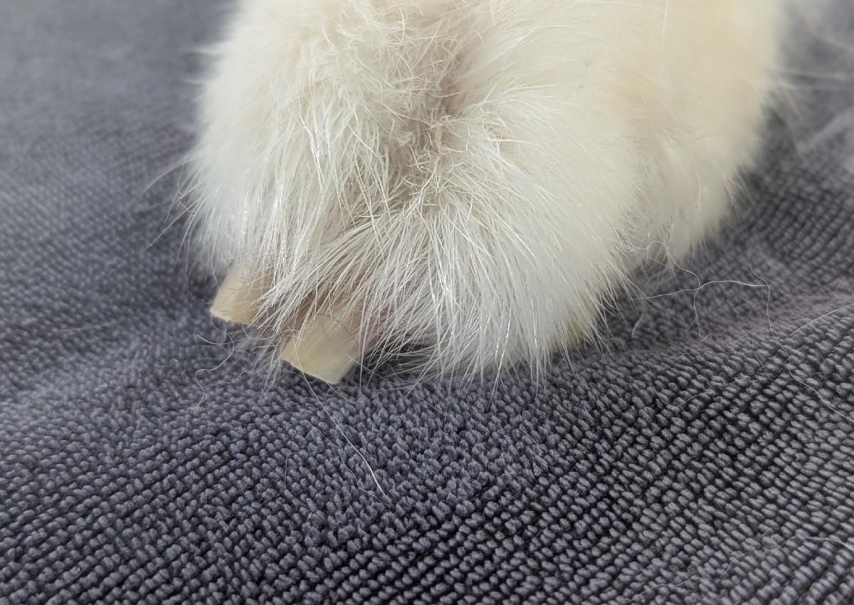 Nail trim  (5/5)
