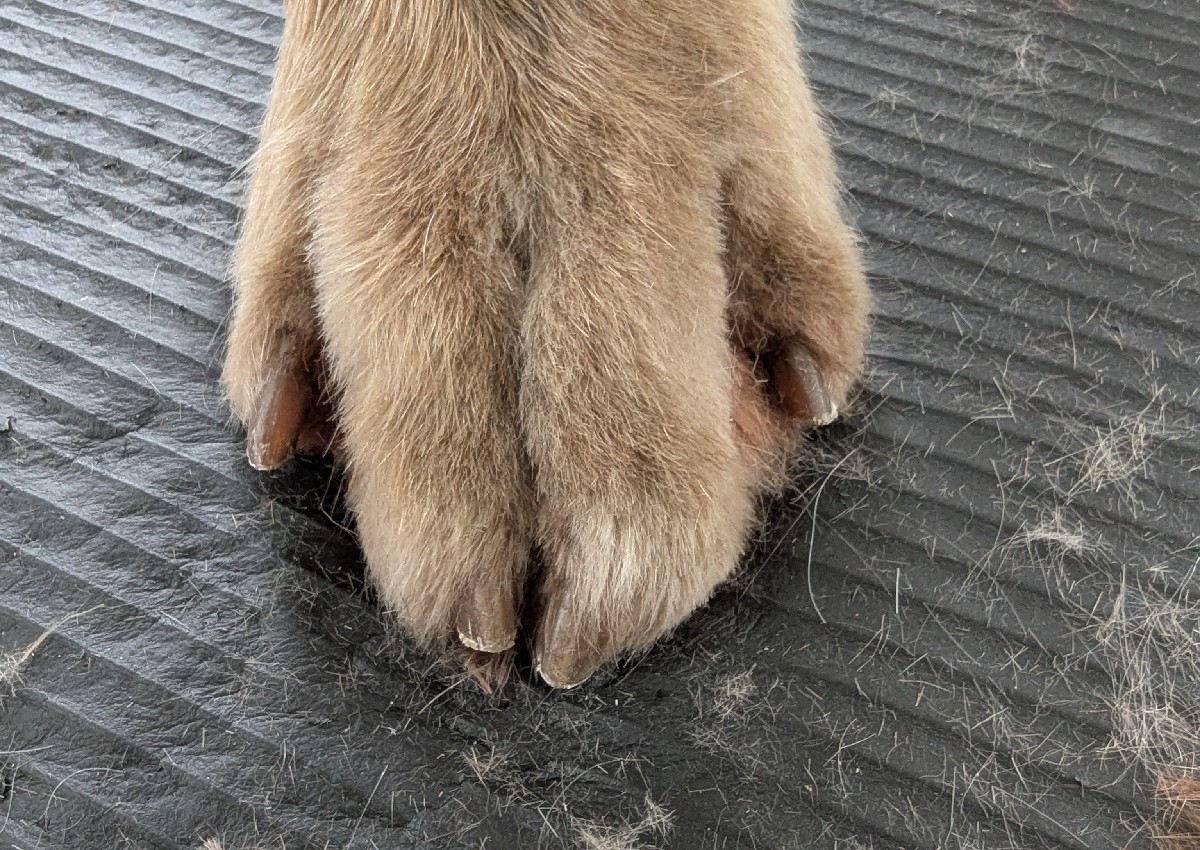Nail trim  (1/5)