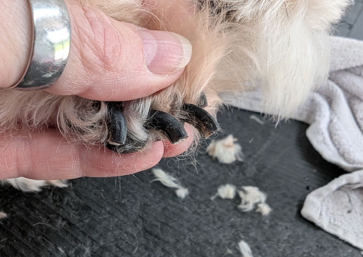 Nail trim  (3/5)