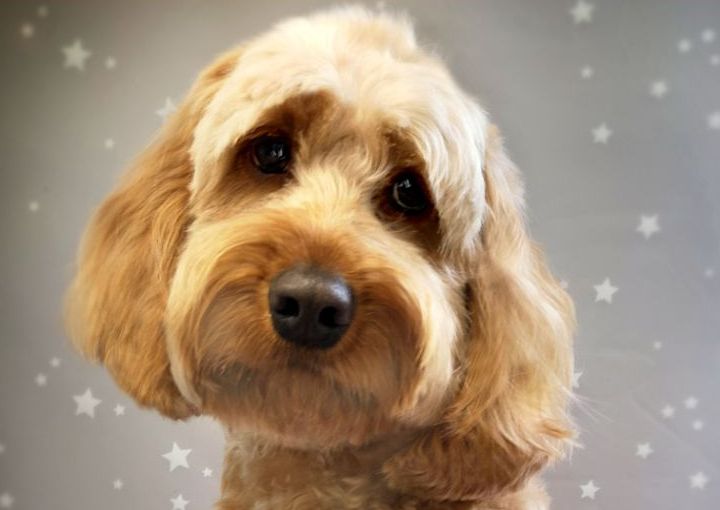 Medium Breeds - Medium/Long Coat