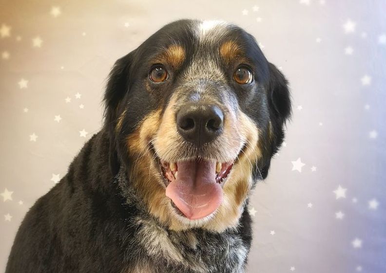 Large Breeds - Medium/Long Coat