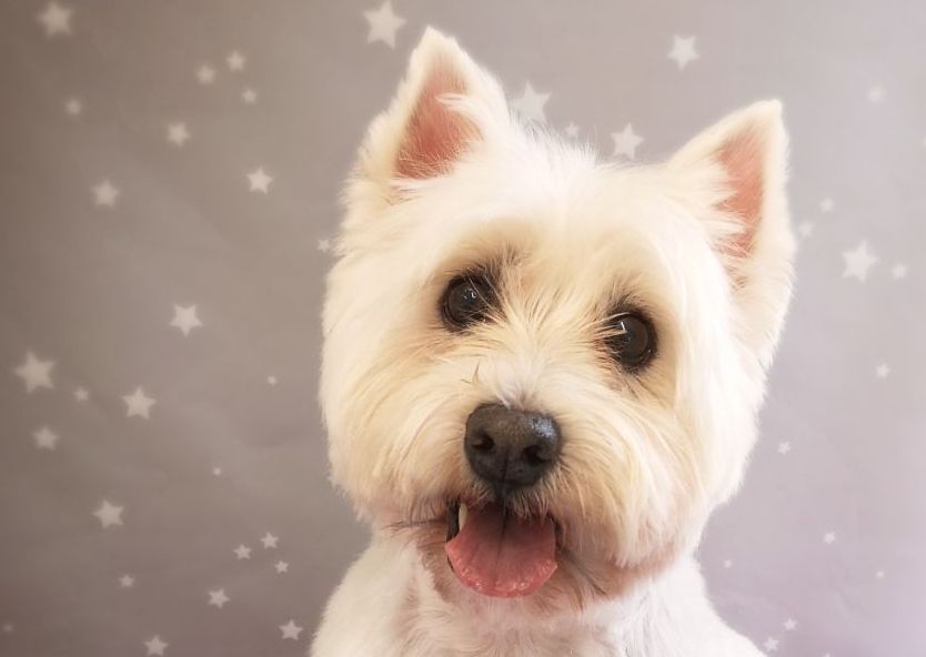 Small Breeds - Medium/Long Coat