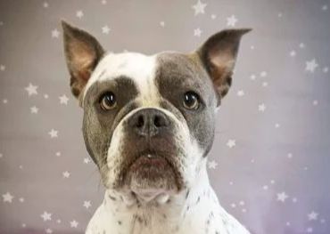 Medium Breeds - Smooth/Short Coat