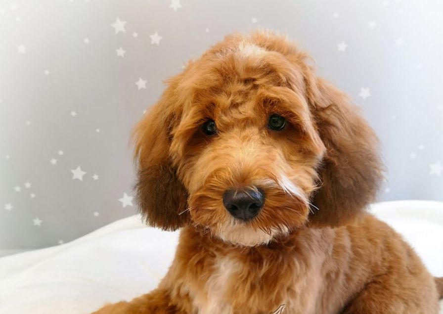 Puppy's First Trim - 3-6 Months