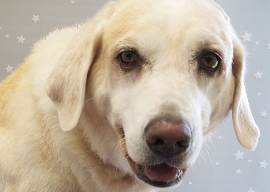 Large Breeds - Smooth/Short Coat