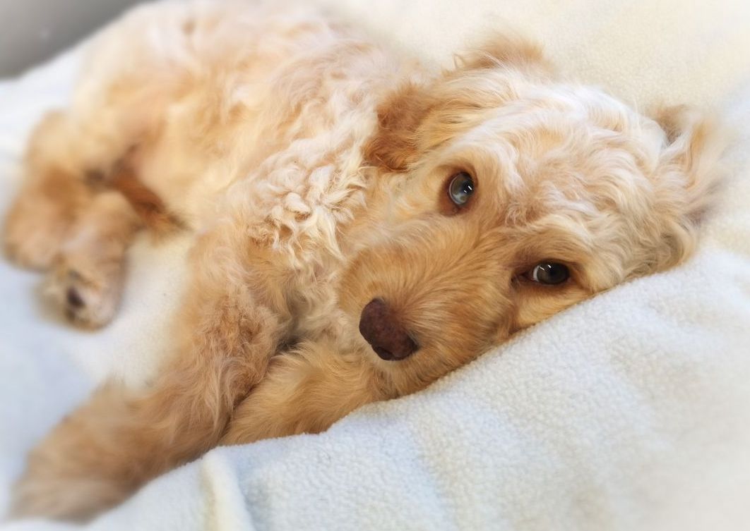 Puppy Intro - Up to 3 Months