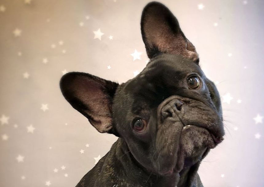 Small Breeds - Smooth/Short Coat