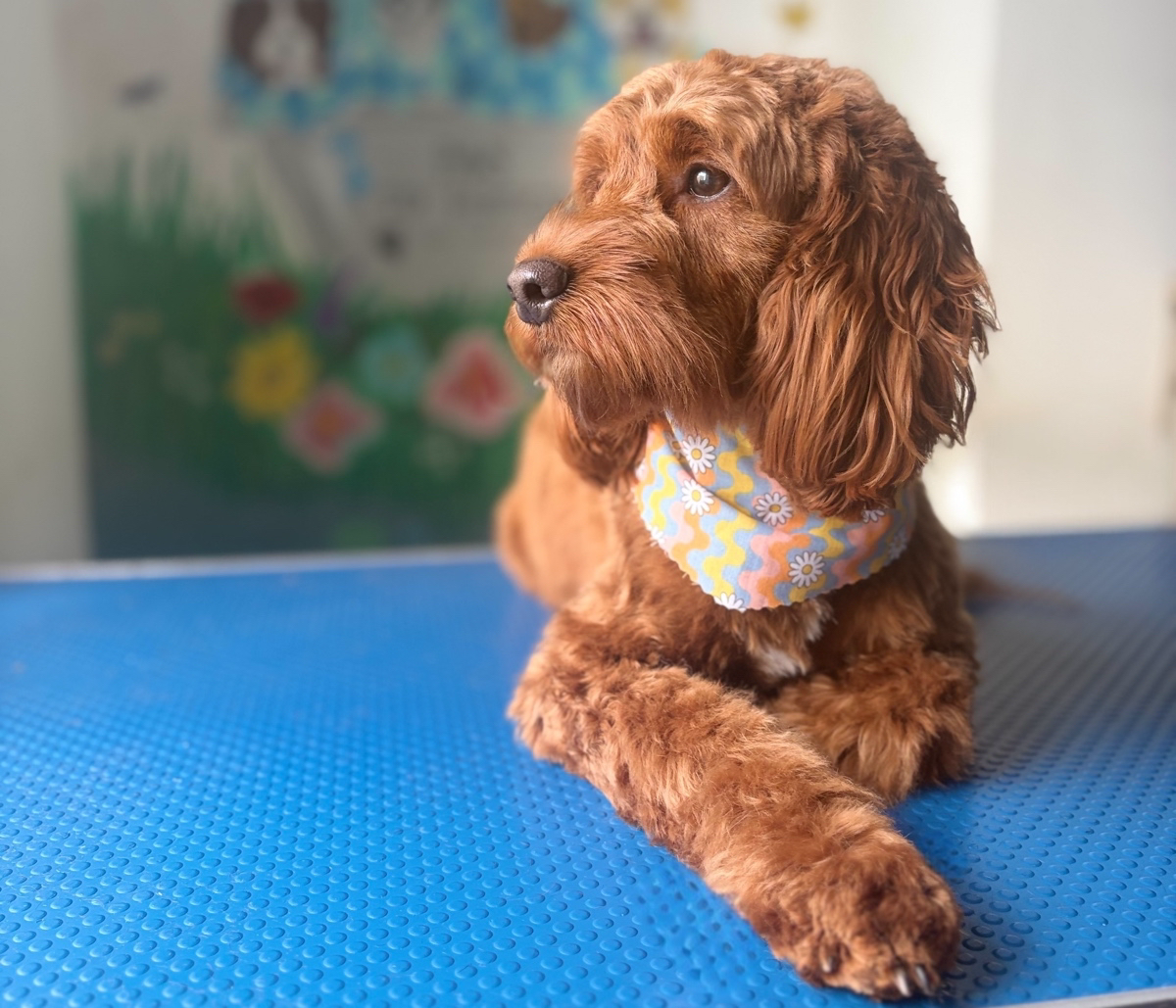 Full Groom Bundle.  (Save £10)