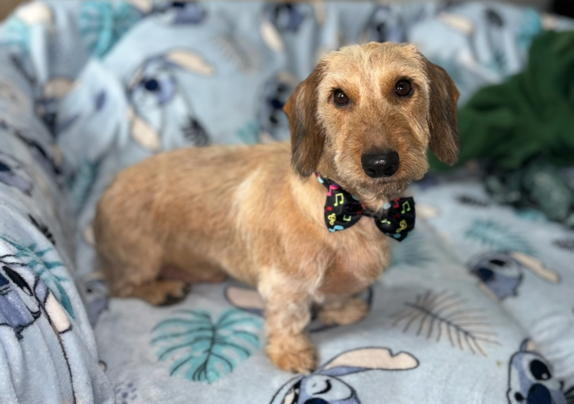 HandStrip For Wired Breeds Includes (Wash,dry,HandStrip,ear Cleaning,teeth Cleaning and Nail Trim)