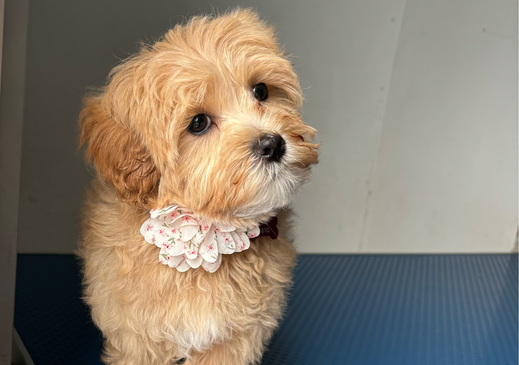 Puppy Full Groom (under 12 Months) Wash,dry,cut Or Deshed,ear Cleaning,teeth Cleaning and Nail Trim)