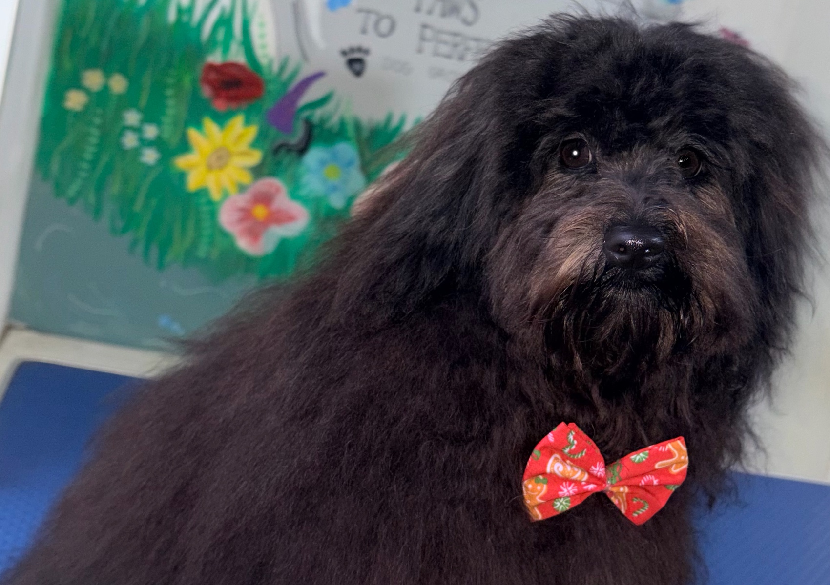 Puppy Tidy Up (puppies Up to 6 Months) Includes Wash,dry,eye Trim,Hygiene Trim,ear Cleaning,teeth Cleaning and Nail Trim)