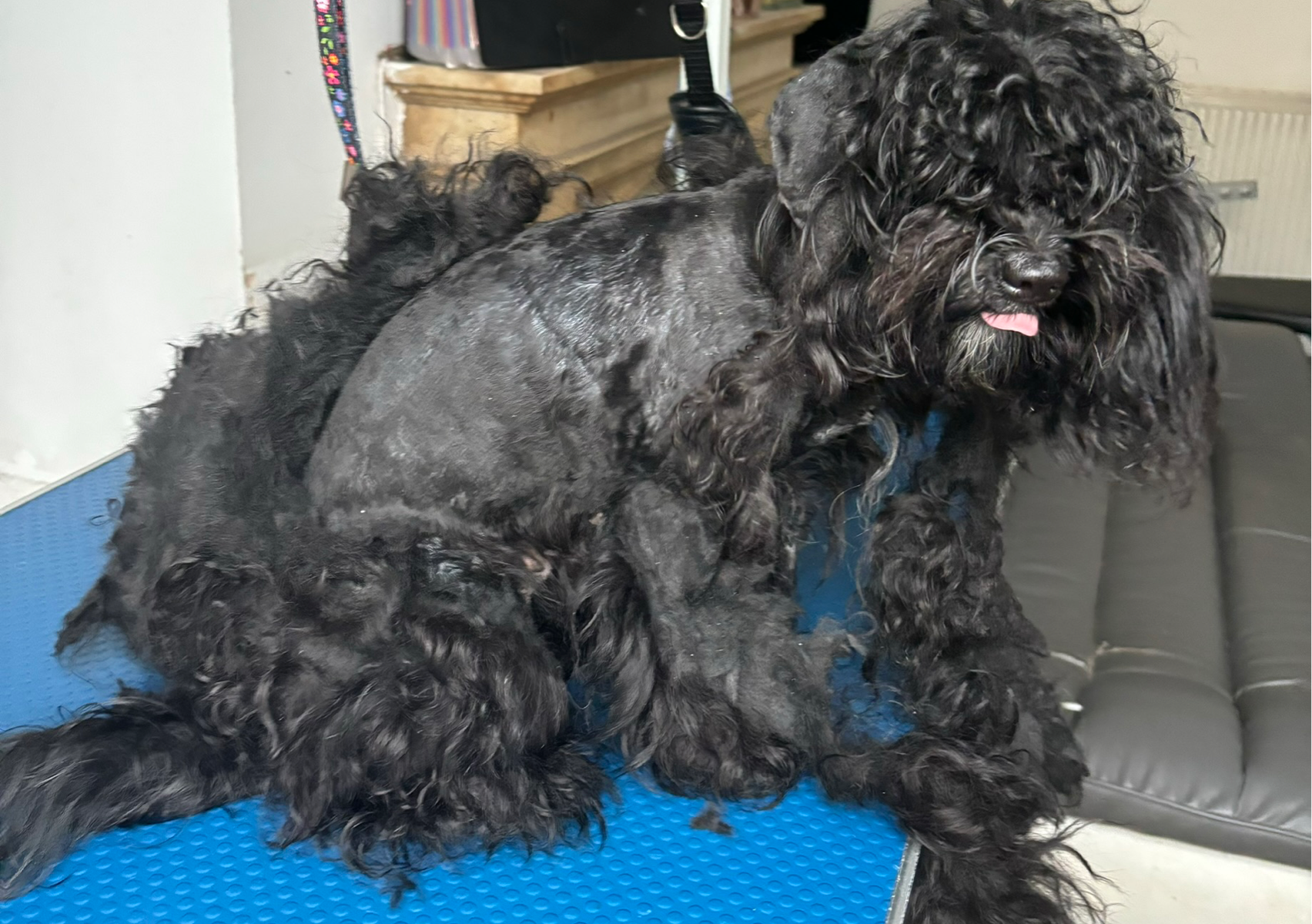 Really Matted Dog (take over 3 hours)