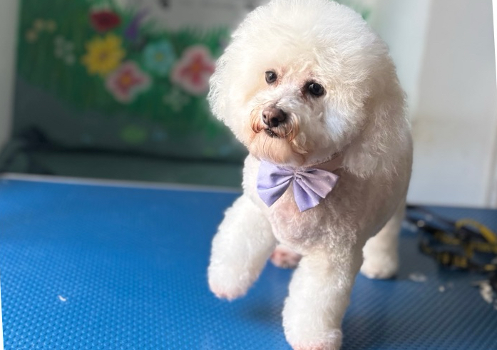 Full groom Includes (Wash,dry,cut,ear Cleaning,teeth Cleaning and Nail Trim)