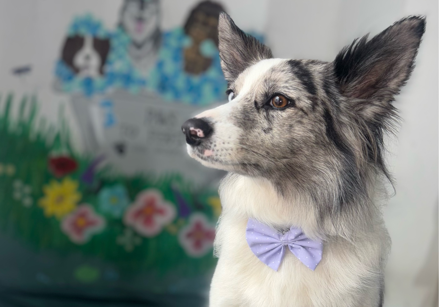 Bath And De-shed (for Double And Short Coats) Includes Wash,dry,Deshed,ear Cleaning,teeth Cleaning and Nail Trim)